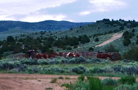 176. 6/28/19: Dog is in the Details